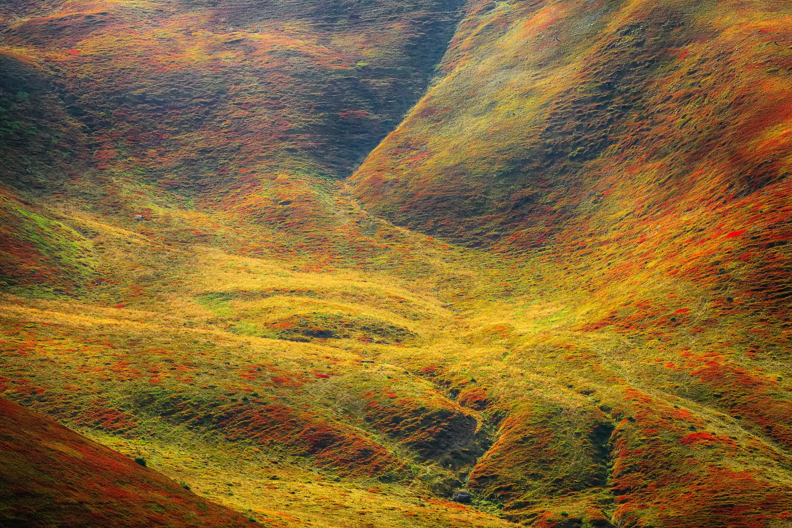 Original WebP landscape photo